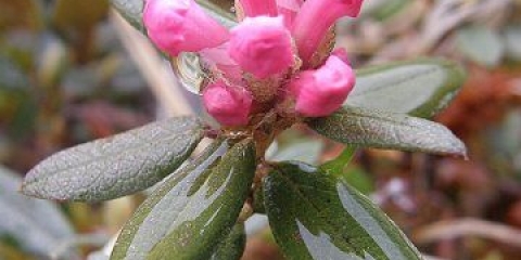 Sagan-dail trava: koristi i štete, kako skuhati i piti